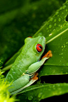Wildlife